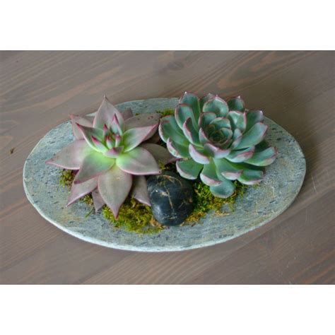 Succulent Tray Northbrook, Deerfield, Glenview, Northfield, Highland Park, Lake Forest, Glencoe ...