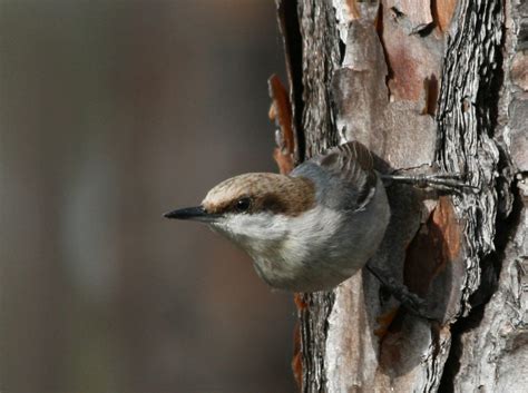 Celery Farm and Beyond: The Real James Bond & the Bahama Nuthatch