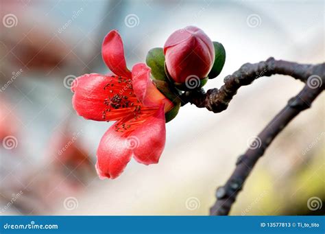 Flowers of ceiba stock image. Image of detail, tree, blossom - 13577813