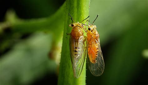 Psyllids - Environmental Factor