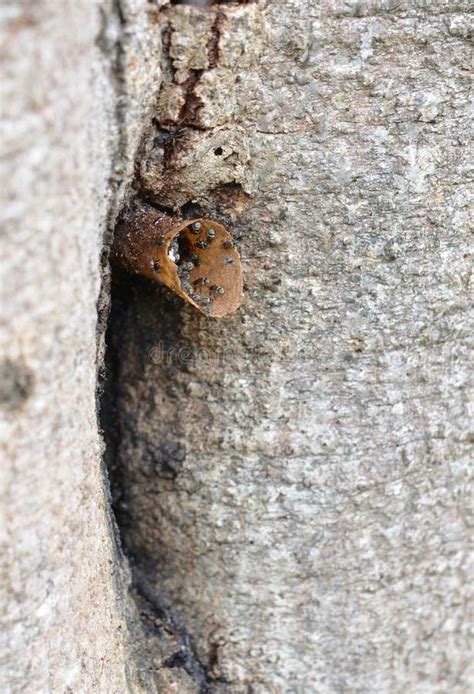 Hornets nest in Tree stock image. Image of honeycomb - 35533373