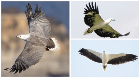 White-bellied sea eagle (Haliaeetus leucogaster)