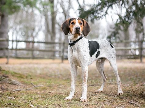 Types of Hound Dogs: A Comprehensive Guide | Canna-Pet®