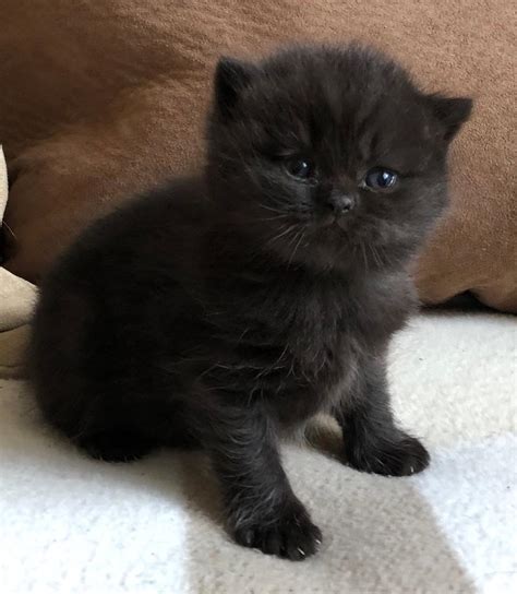 Black British Shorthair Boys - only 1 now available | in Carrickfergus ...