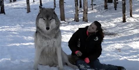 Giant Wolf Sits Down Next To This Lady But Watch The Moment When Their Eyes Meet.