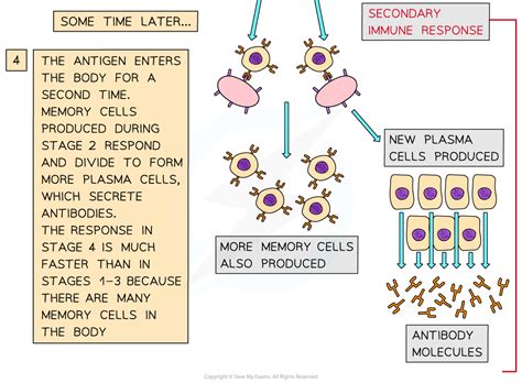 AQA A Level Biology复习笔记2.5.10 Plasma & Memory Cells-翰林国际教育