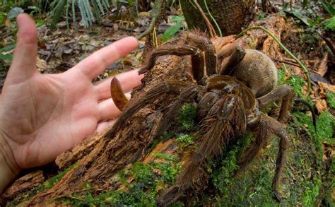 Meet The Goliath Birdeater, The World's Biggest Tarantula