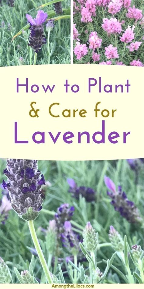 When-to-plant-lavender-seeds.srz.php