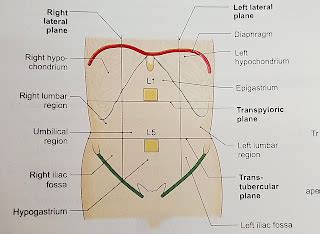 9 Regions of Abdomen