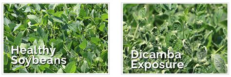 dicamba_damage2 - Dicamba Drift Lawsuits