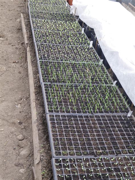 Learning in Cloughjordan: Update On Sowing Lettuce Seeds In Trays