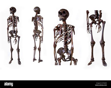 Homo neanderthalensis neanderthal man skeleton hi-res stock photography ...