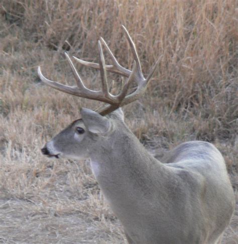 Texas Whitetail Deer Hunting Photos - Jason Catchings Outdoors