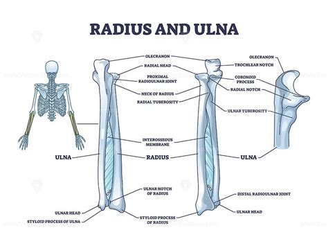 Radius and ulna bone anatomy with arm skeletal structure outline ...