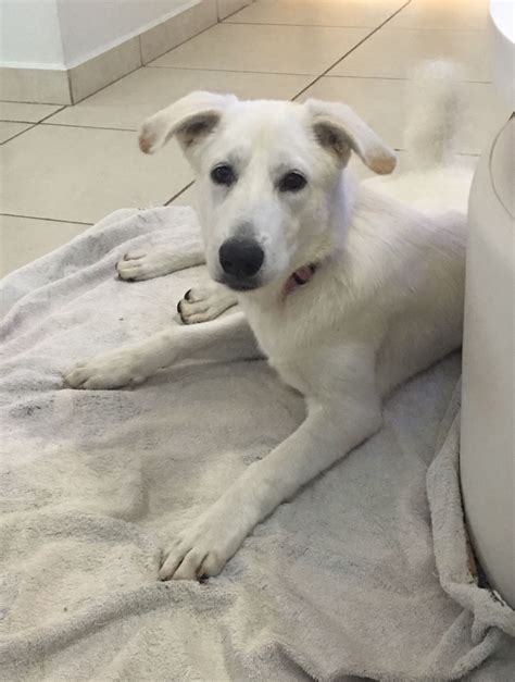 a white dog laying on top of a towel