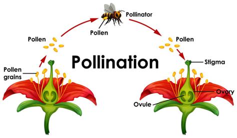 Cross Pollination Diagram