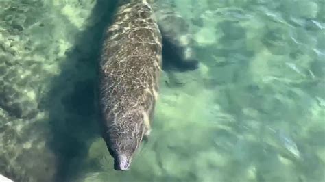 FPL's Manatee Lagoon kicks off manatee season with tons of fun activites