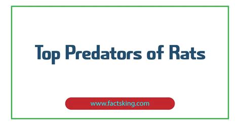 5 Top Predators of Rats that Eat Rats - FactsKing.com