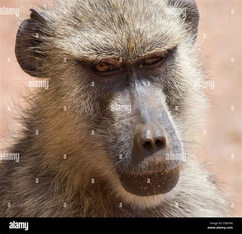 Close up portrait of yellow baboon Papio cynocephalus at Tsavo National Park Kenya Stock Photo ...