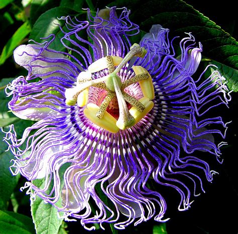 Maypop (Passion Fruit) - Willow Creek Permaculture