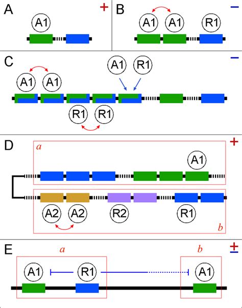 Known Elements of Enhancer Structure (A) A simple regulatory unit ...