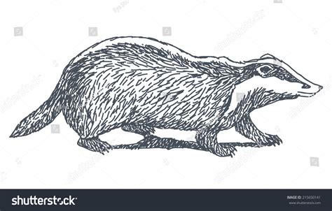 Badger Sketch Drawing Isolated On White Background Stock Vector ...