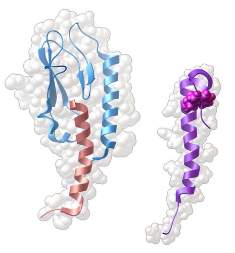 PDB-101: Learn: Structural Biology Highlights: Glucagon Receptor