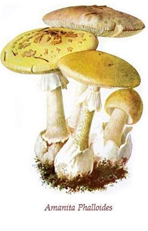 Amanita phalloides: Systematics, Etymology, Habitat, Description