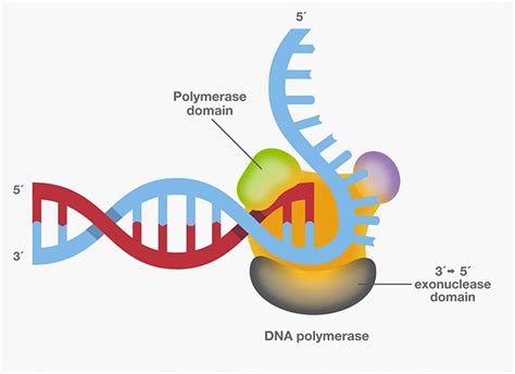 DNA Polymerase—Four Key Characteristics for PCR | Thermo Fisher Scientific - HK