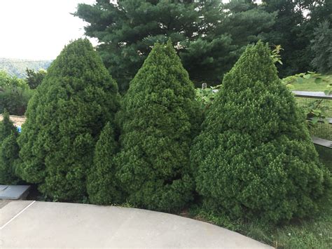 Dwarf pine pruning advice - General Gardening - Growing Fruit