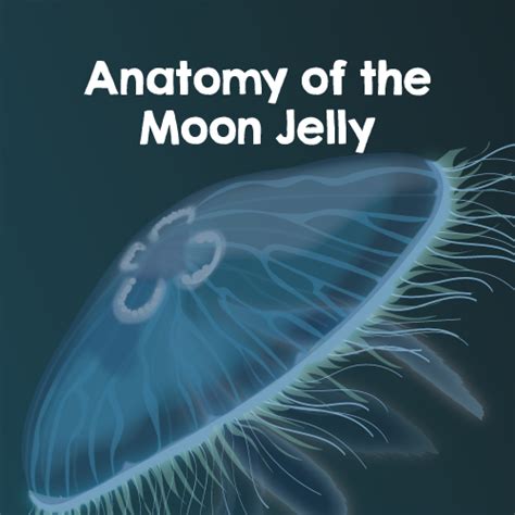 Jellyfish Anatomy