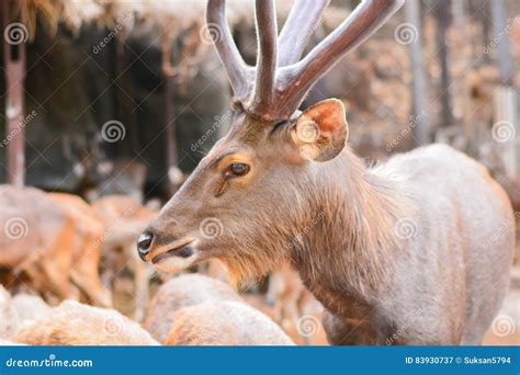 Deer stock image. Image of wood, southern, portrait, wildlife - 83930737