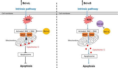 Frontiers | Modulation of the Apoptosis Gene Bcl-x Function Through ...