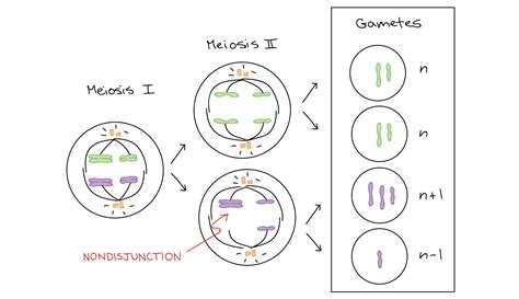 Nondisjunction Diagram - Wiring Diagram Pictures