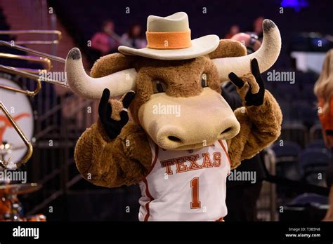 Texas Longhorns Mascot High Resolution Stock Photography and Images - Alamy