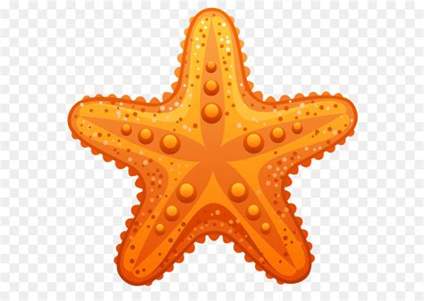 Starfish Sand dollar Logo Clip art - Free Download Of Starfish Icon Clipart png download - 600* ...