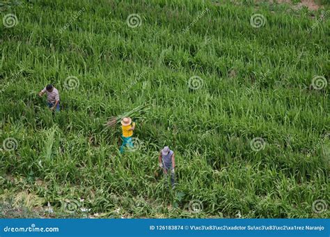 Farmers Working in a Maize Cultivation. Editorial Stock Image - Image ...