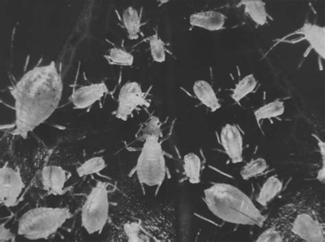 Aphid Control