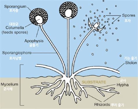 리조푸스 곰팡이 (Rhizopus) : 네이버 블로그