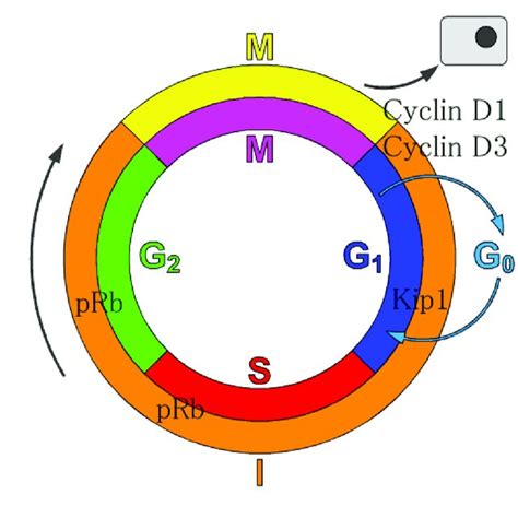 8 the mammalian cell cycle. The point of action of proteins discussed | Download High-Quality ...