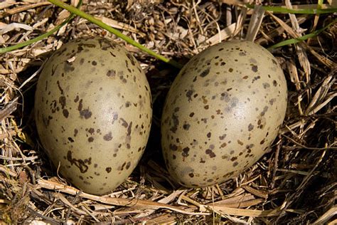 Seagull Eggs Stock Photos, Pictures & Royalty-Free Images - iStock