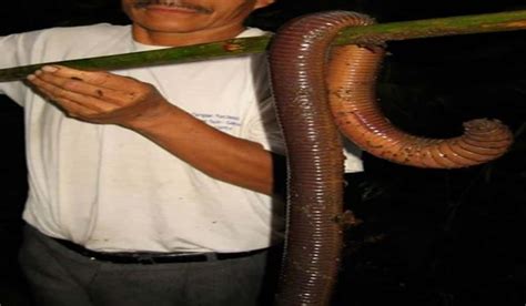 Photo Purports to Show Giant Worm-like Creature | OutdoorHub