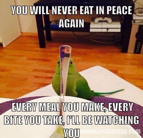 15 LOL Parrot Memes For You to Enjoy | Funny parrots, Funny birds, Parrot