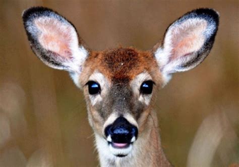 Deer researchers battle the cause and effect of chronic wasting disease ...