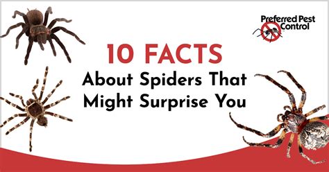 7 Facts About Spiders That Might Surprise You