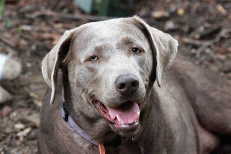 Silver Lab: All About The Unique Silver Labrador