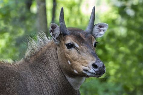 Nilgai - Blue Bull Boselaphus Tragocamelus, One of the Large Antelope and the Largest of Asian ...