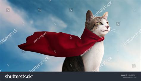 6,581 Cat Hero Images, Stock Photos & Vectors | Shutterstock