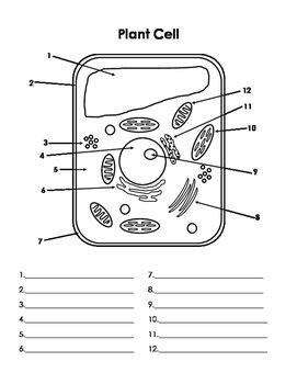 Animal Cell Blank Diagram To Fill In - Studying Diagrams