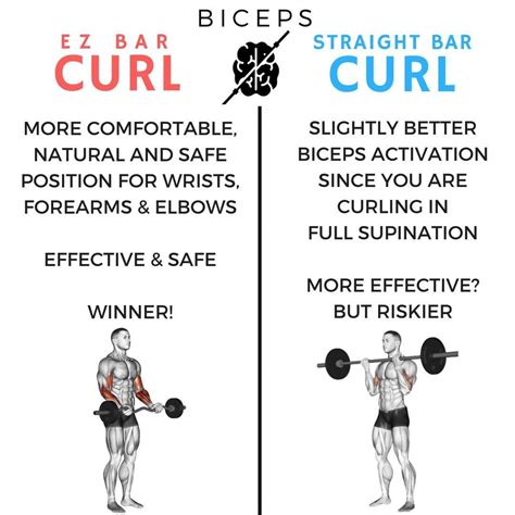 Printable Curl Bar Exercises Chart